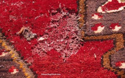 Moths, Bugs, and Rugs (What you need to know)