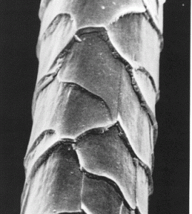 Close up image of a wool strand under a microscope