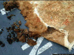 Rug Care Tips: Preventing Mildew and Dry Rot in Rugs » Greenspring Rug Care