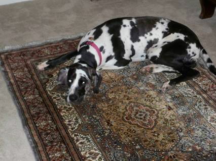 PET-dog-on-rug