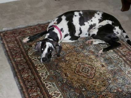 How Do You Clean Dog Pee Out of a Carpet? - Rug Cleaning