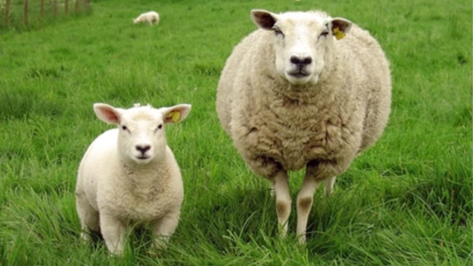 Wool Answer Hub
